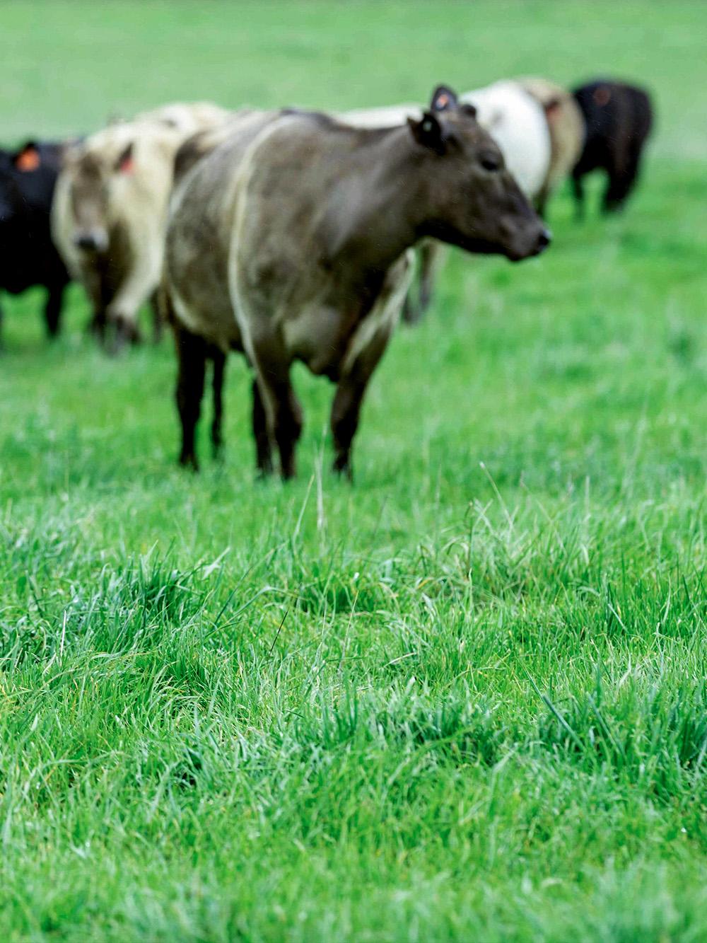 Cattle XL Pasture Mix